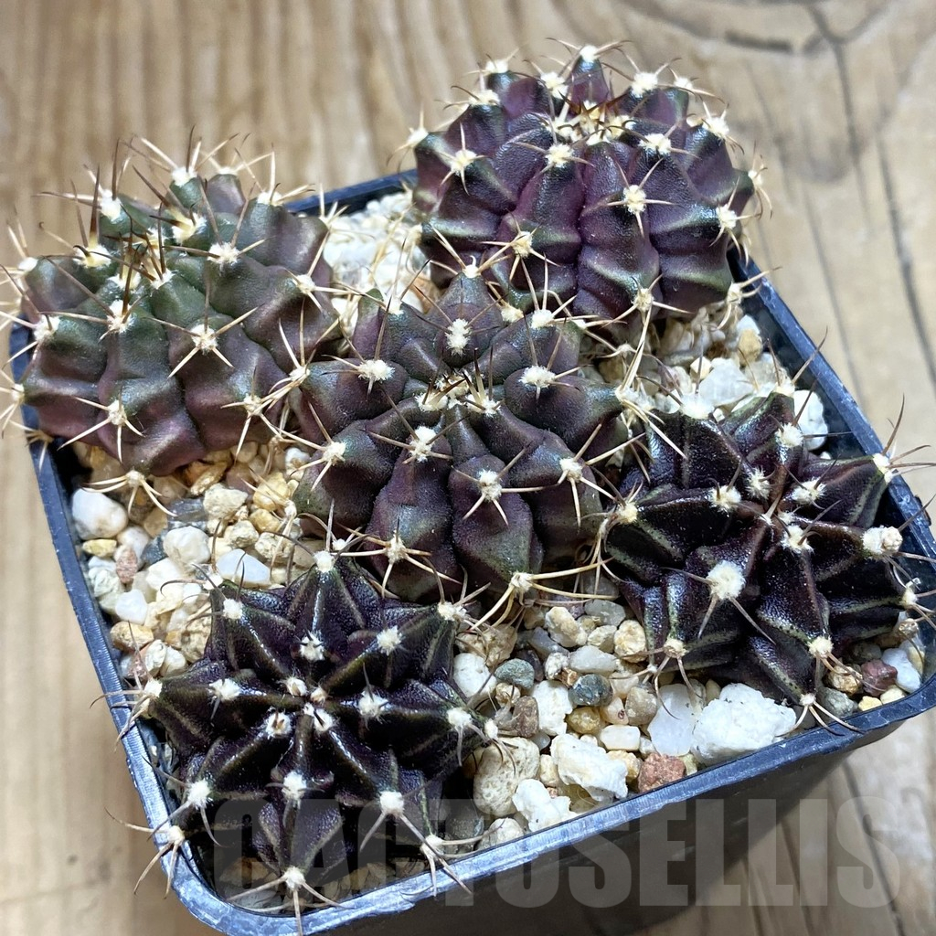 SH15027 Gymnocalycium mihanovichii 'Hibotan' hybrid mix