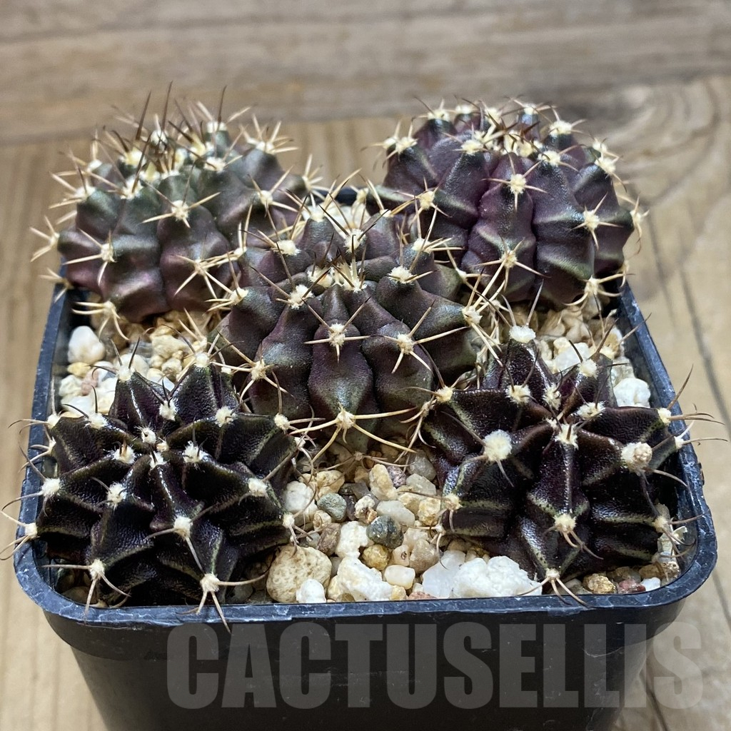 SH15027 Gymnocalycium mihanovichii 'Hibotan' hybrid mix - Image 2