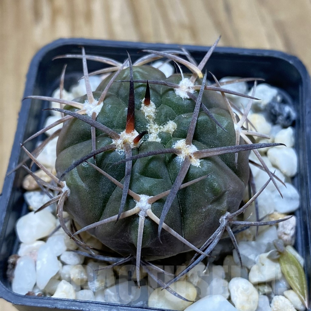 SH15033 Gymnocalycium schmidianum