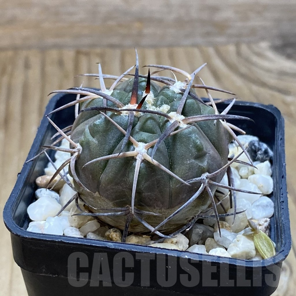 SH15033 Gymnocalycium schmidianum - Image 2