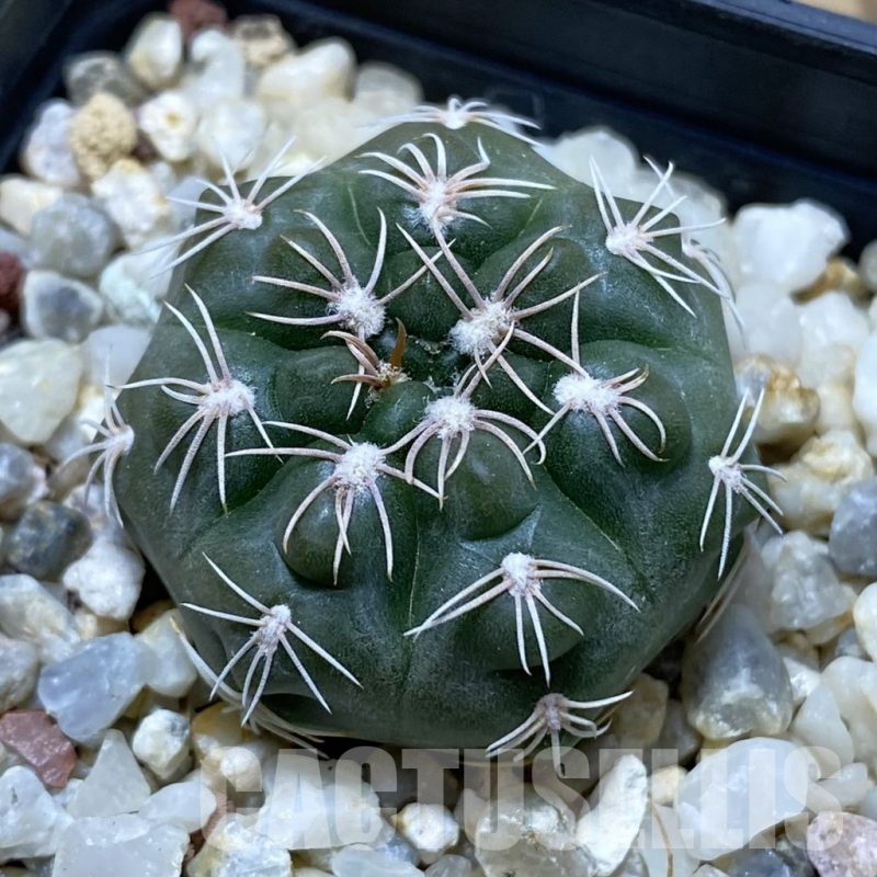 SH15035 Gymnocalycium sp. MM 743