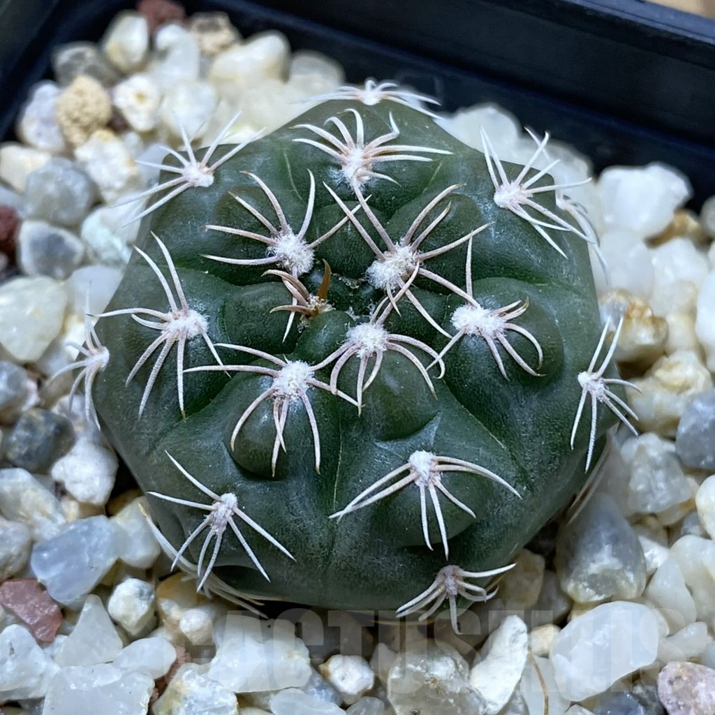 SH15035 Gymnocalycium sp. MM 743
