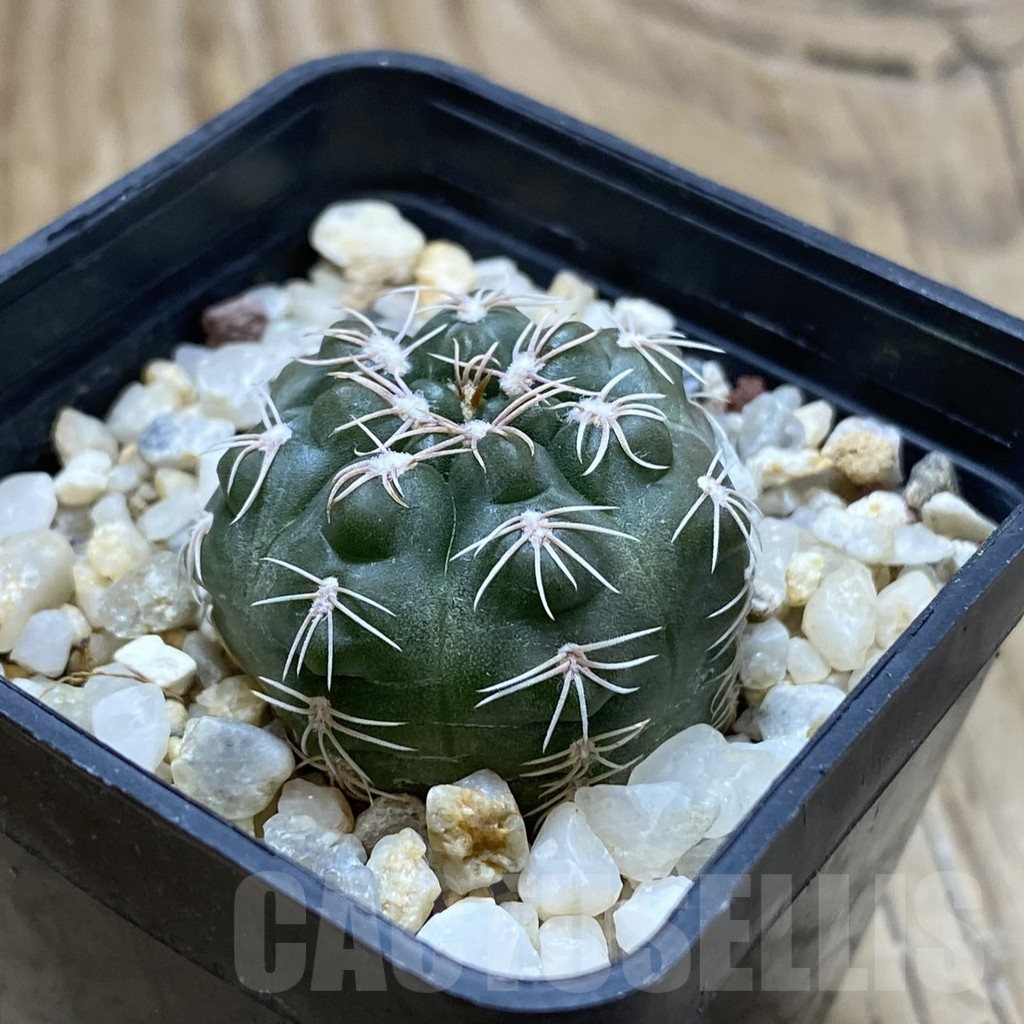 SH15035 Gymnocalycium sp. MM 743 - Image 2
