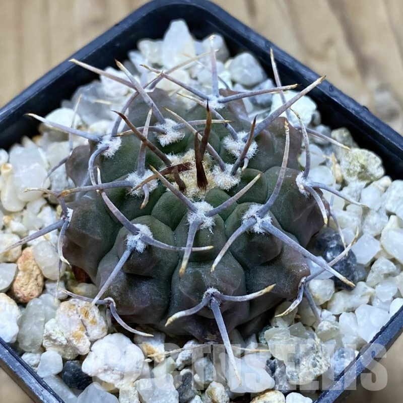 SH15036 Gymnocalycium ochoterenae