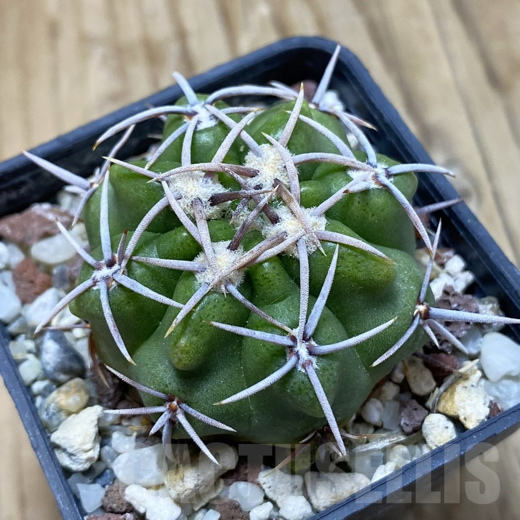 SH15037 Gymnocalycium achirasense v. orientale LB 332
