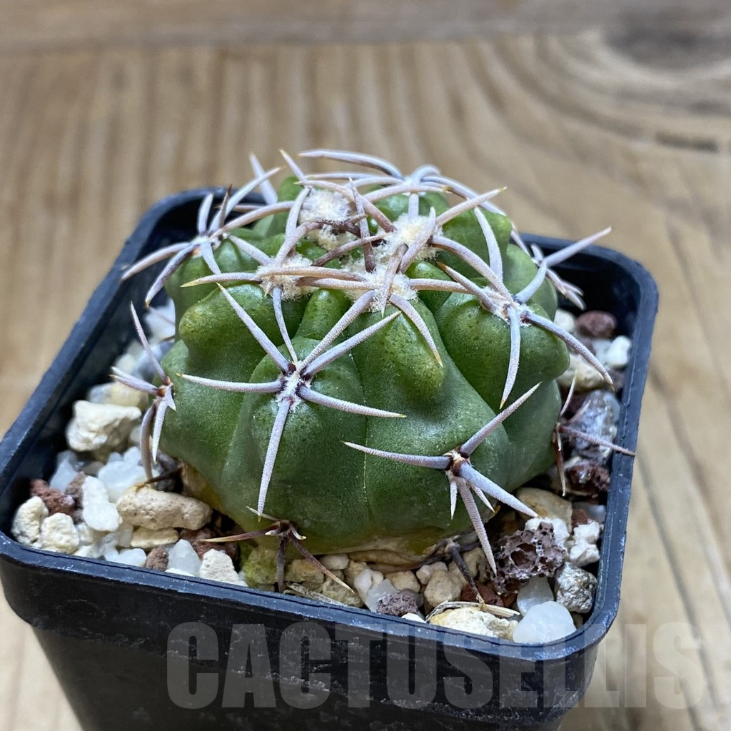 SH15037 Gymnocalycium achirasense v. orientale LB 332 - Image 2