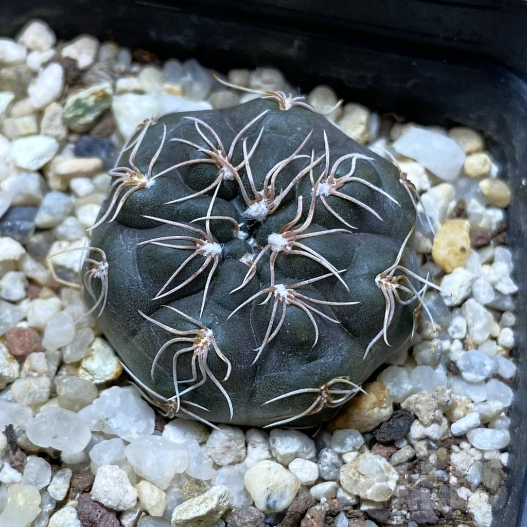 SH15038 Gymnocalycium morroense LB 326
