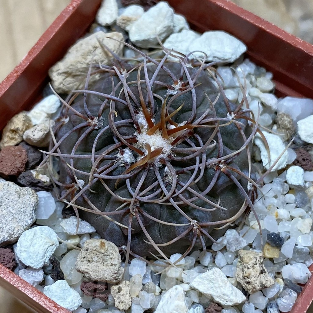 SH15040 Gymnocalycium intertextum