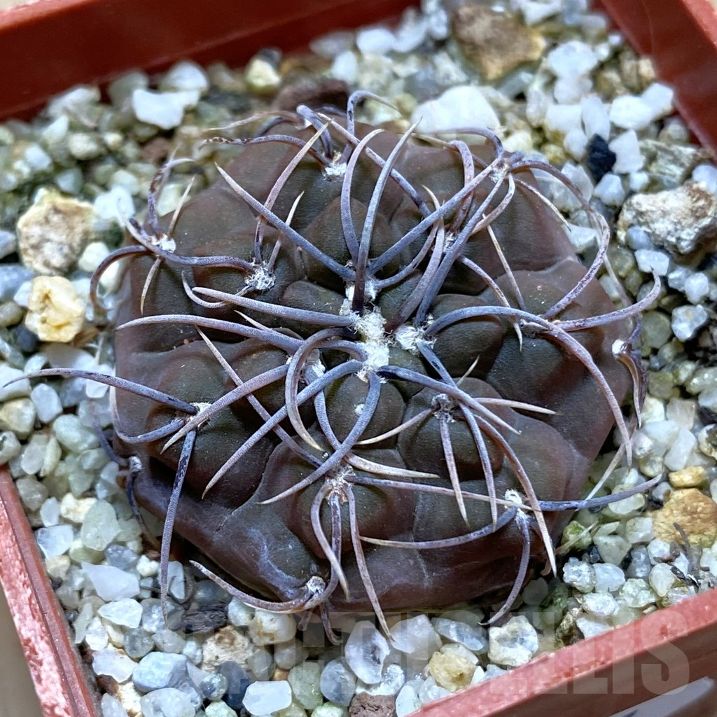 SH15041 Gymnocalycium intertextum