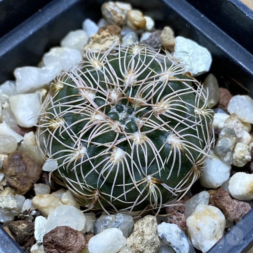 SH15042 Gymnocalycium capillaense