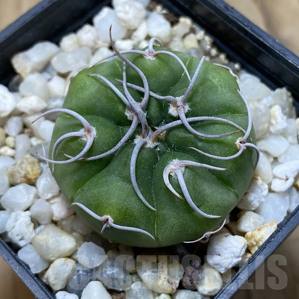 SH15045 Gymnocalycium mostii form VG 1159