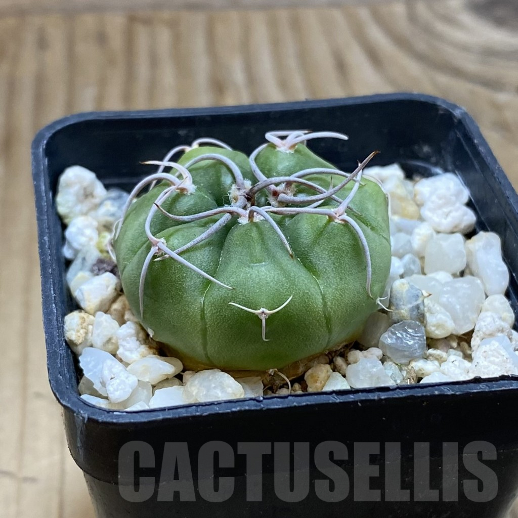 SH15045 Gymnocalycium mostii form VG 1159 - Image 2