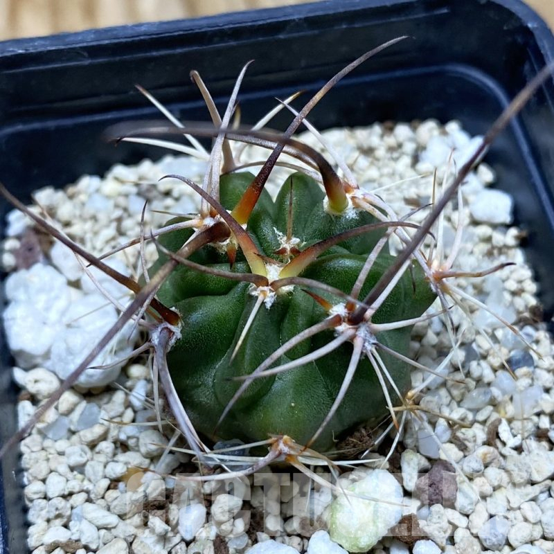 SH15047 Lobivia ferox hybrid