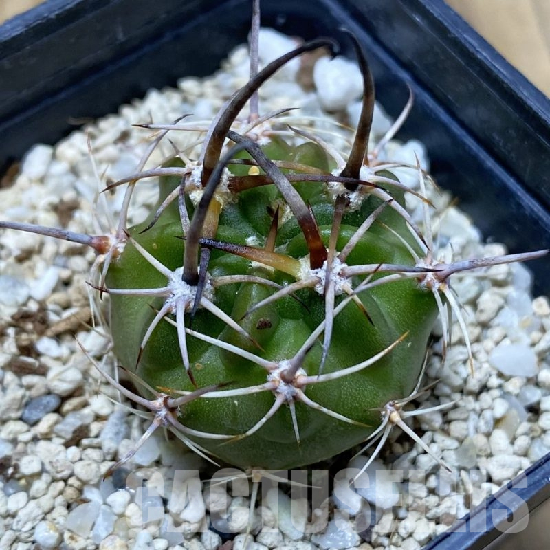 SH15048 Lobivia ferox hybrid