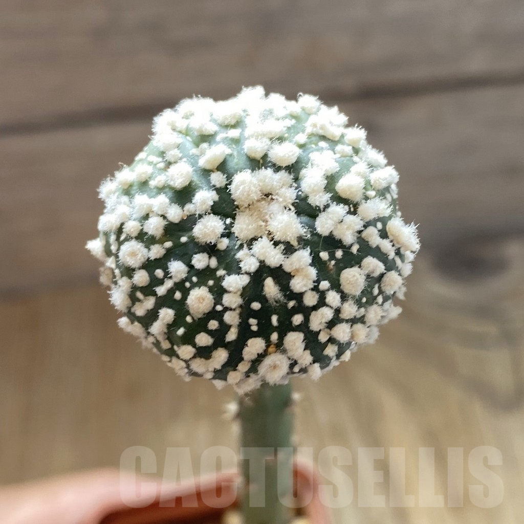 SH15006 Astrophytum asterias 'Hanazono', grafted