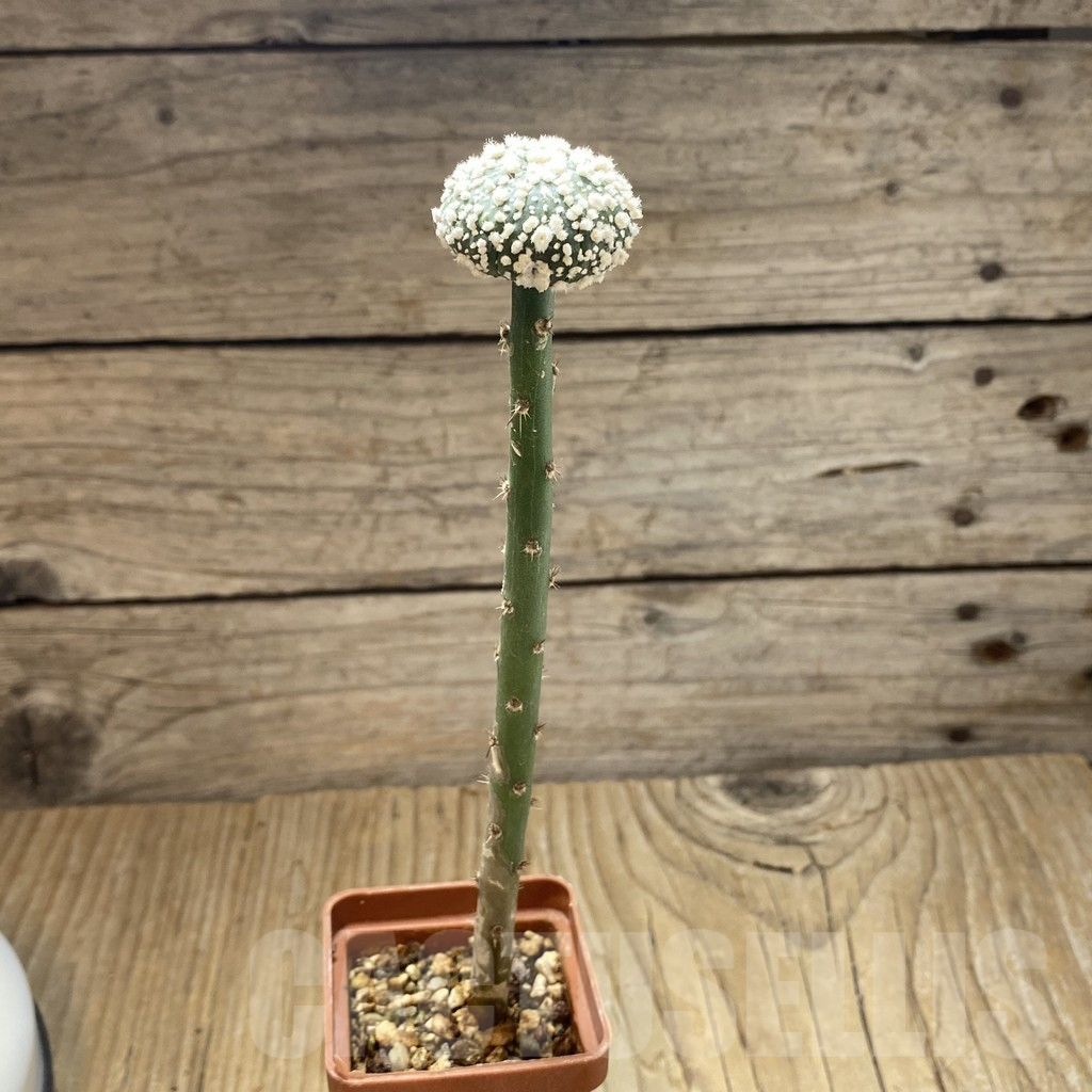 SH15006 Astrophytum asterias 'Hanazono', grafted - Image 2