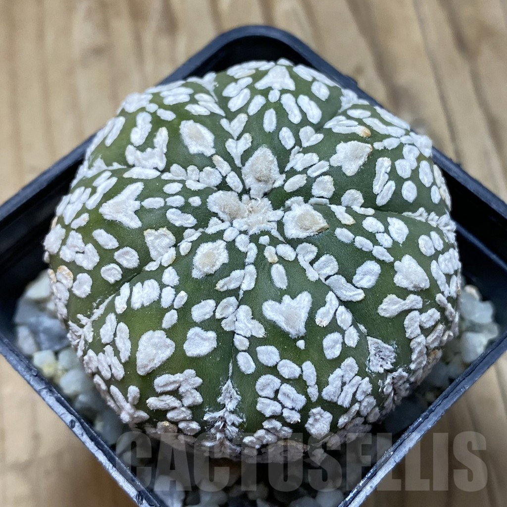 SH15007 Astrophytum asterias ‘Super Kabuto’ V-type