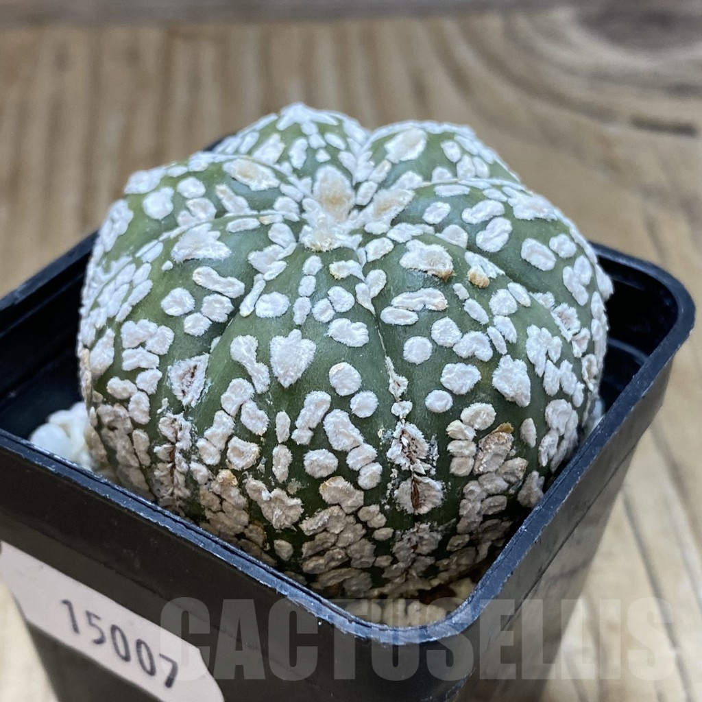 SH15007 Astrophytum asterias ‘Super Kabuto’ V-type - Image 2