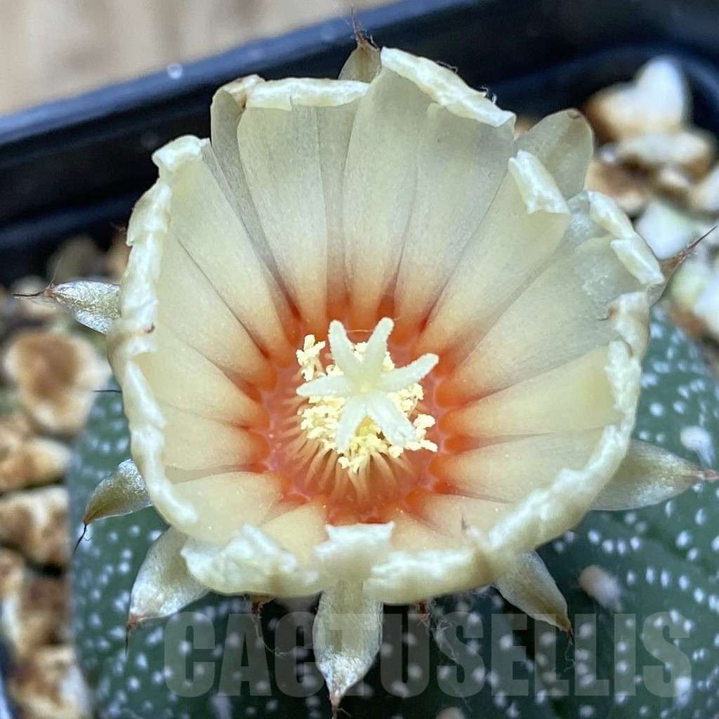 SH15009 Astrophytum asterias ‘Super Kabuto’