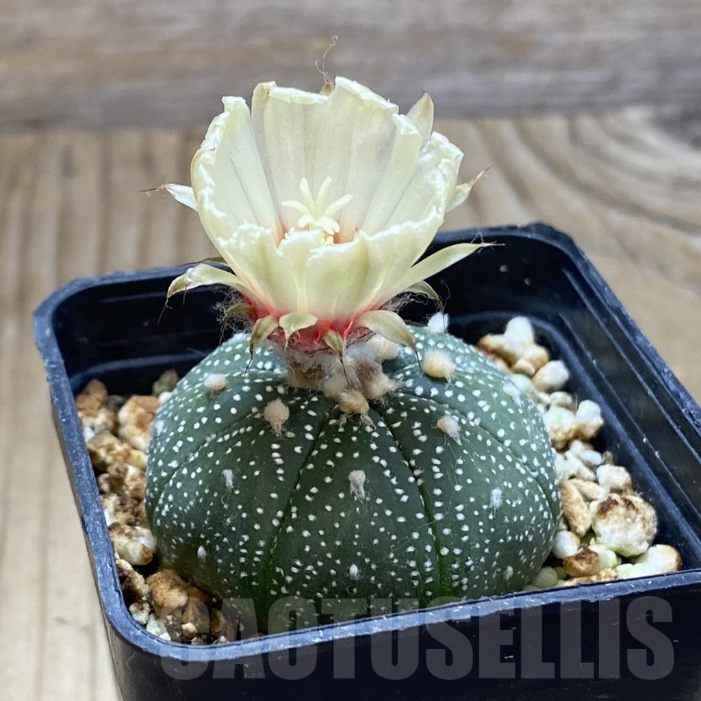 SH15009 Astrophytum asterias ‘Super Kabuto’ - Image 2