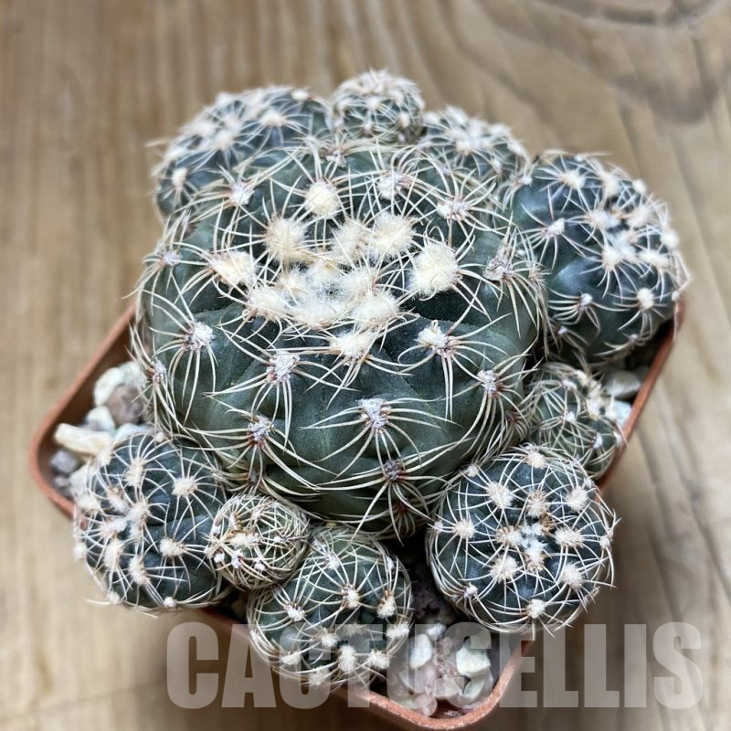 SH15260 Gymnocalycium bruchii v. brigittae