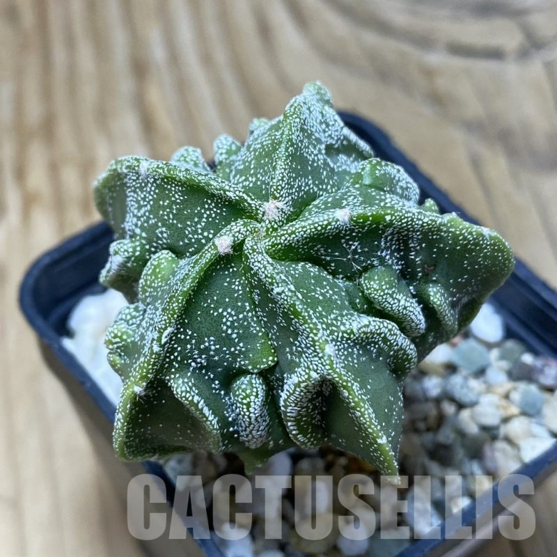 SH15275 Astrophytum myriostigma ‘Fukuryu’