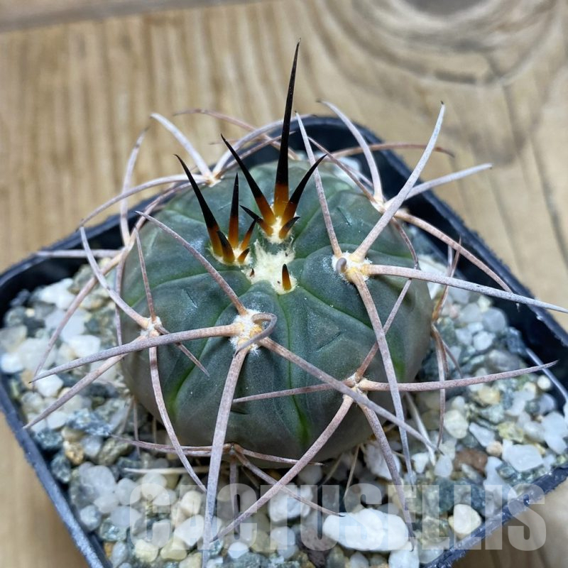 SH15278 Gymnocalycium spegazzinii v. horizonthalonium VG 108
