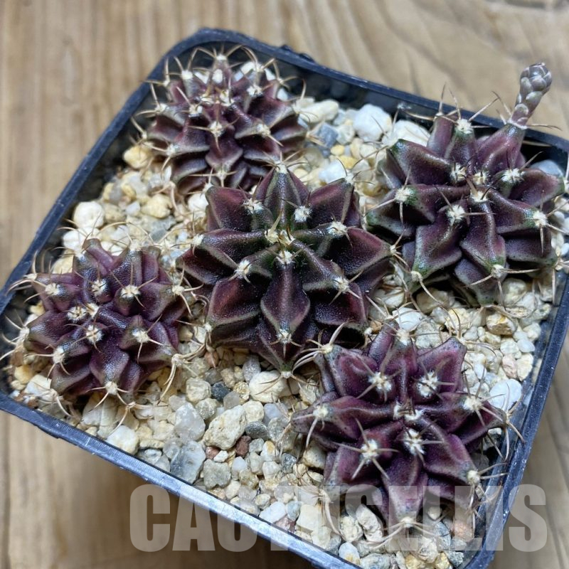 SH15279 Gymnocalycium mihanovichii 'Hibotan' hybrid mix