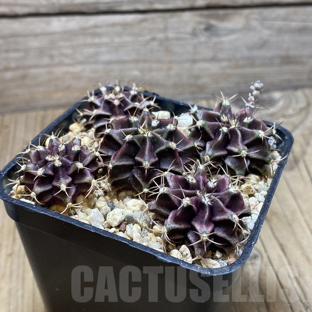 SH15279 Gymnocalycium mihanovichii 'Hibotan' hybrid mix - Image 2