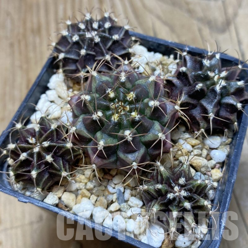 SH15280 Gymnocalycium mihanovichii 'Hibotan' hybrid mix