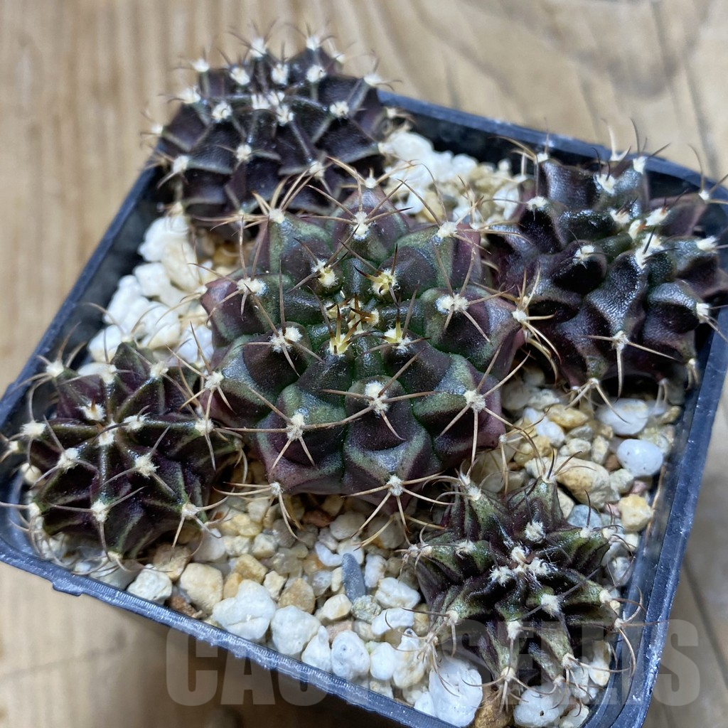 SH15280 Gymnocalycium mihanovichii 'Hibotan' hybrid mix