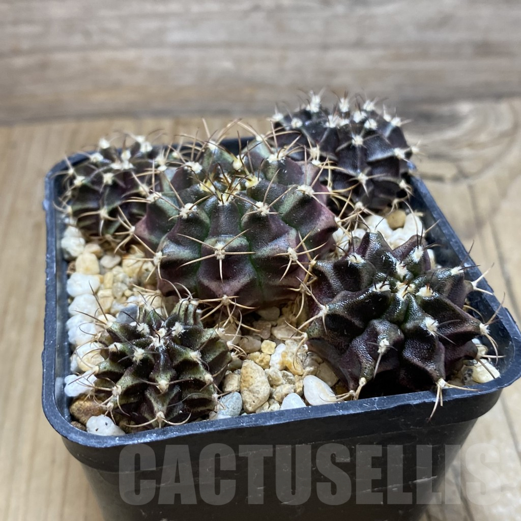 SH15280 Gymnocalycium mihanovichii 'Hibotan' hybrid mix - Image 2