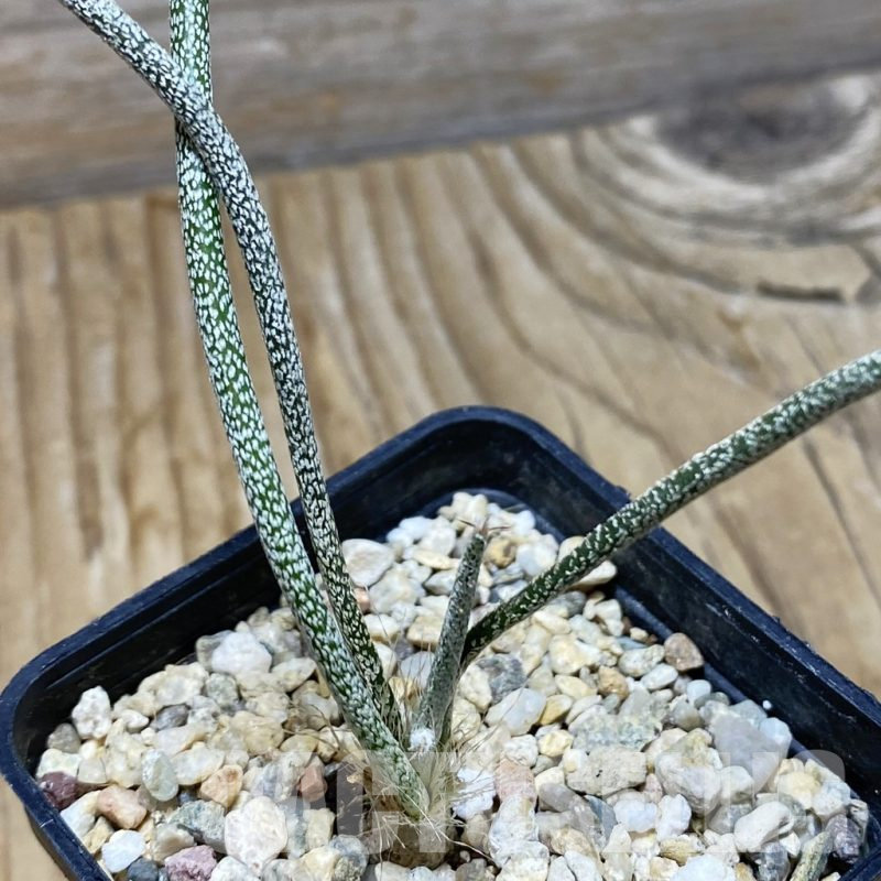 SH15282 Astrophytum caput-medusae, seedling