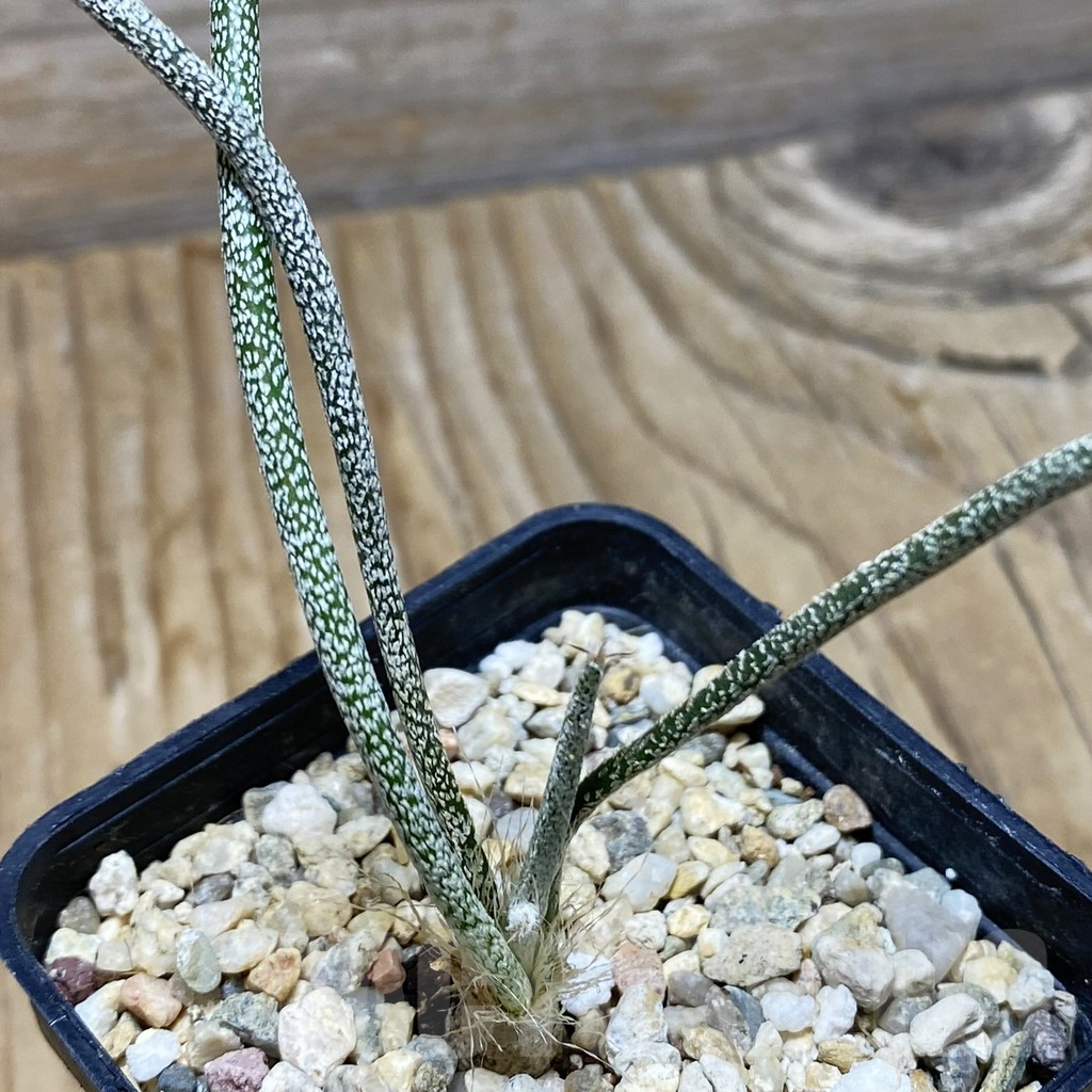 SH15282 Astrophytum caput-medusae, seedling