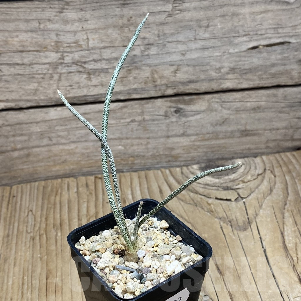 SH15282 Astrophytum caput-medusae, seedling - Image 2