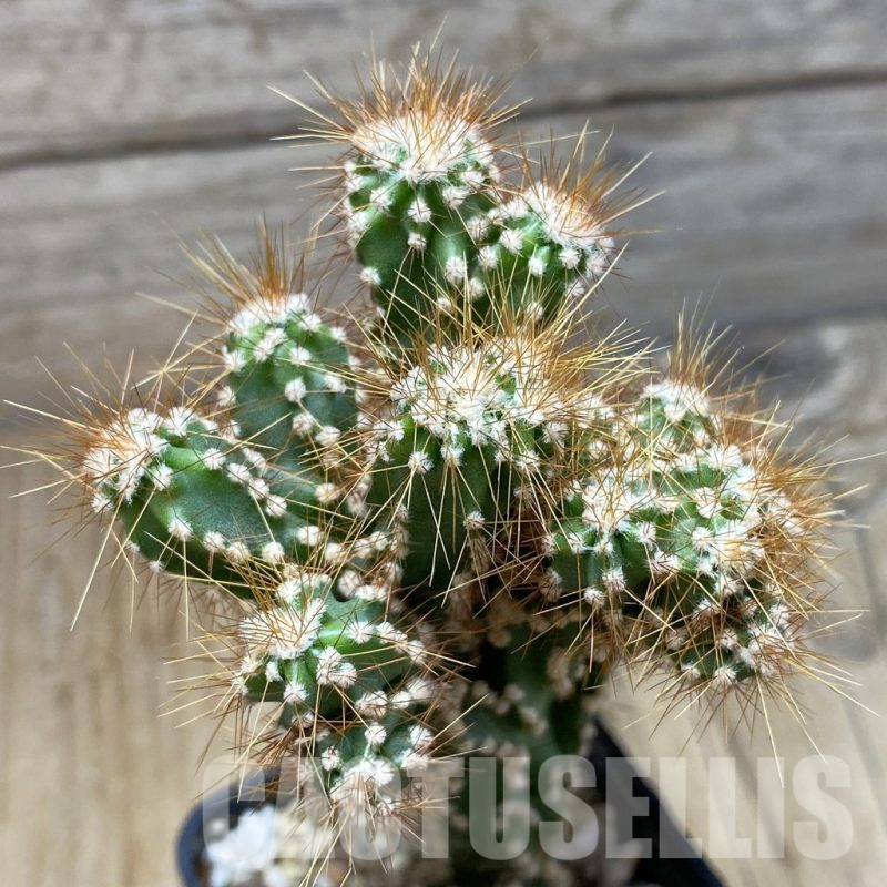 SH15283 Cereus jamacaru f. mostruosa