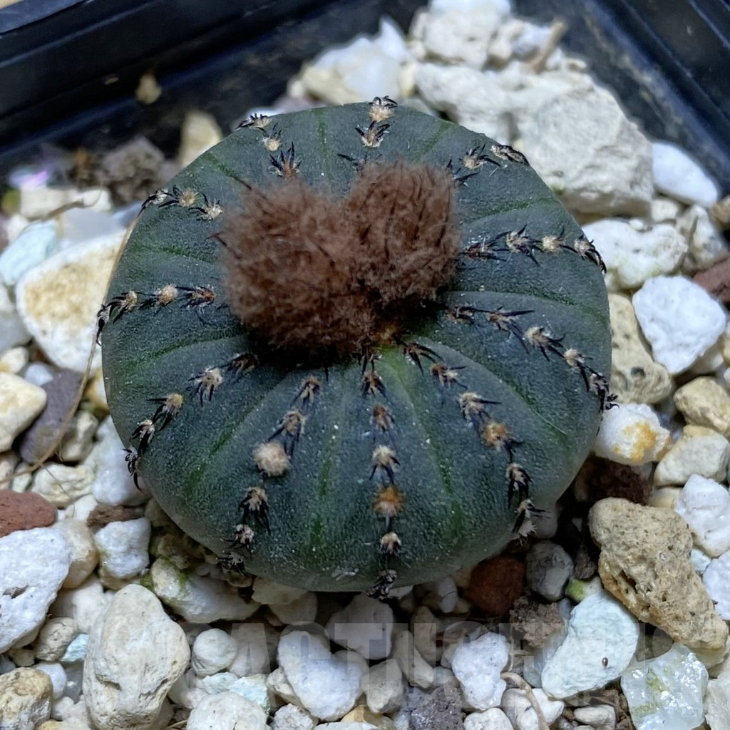 SH15285 Frailea asterioides