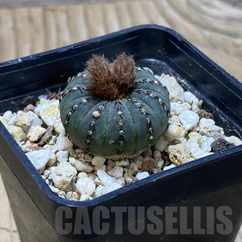 SH15285 Frailea asterioides - Imagen 2