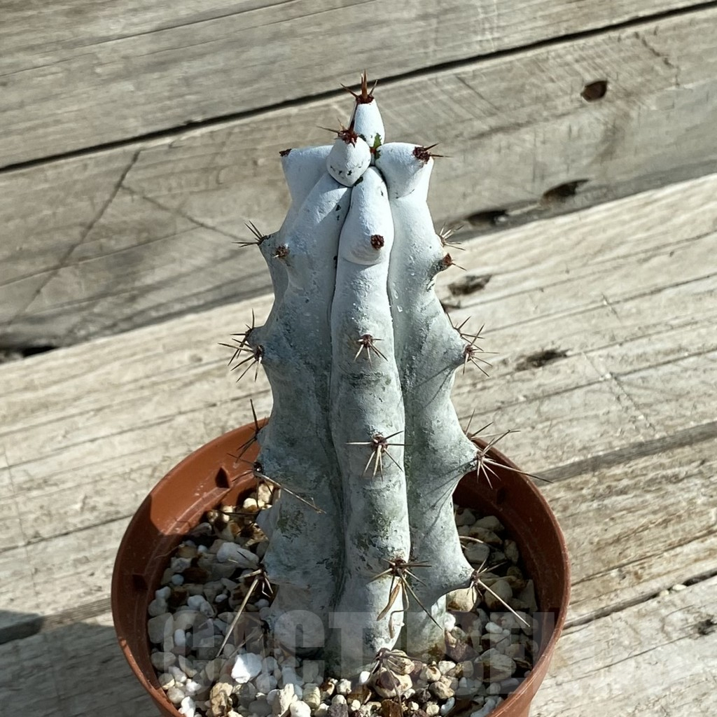 SH15287 Stenocereus beneckei - Image 2