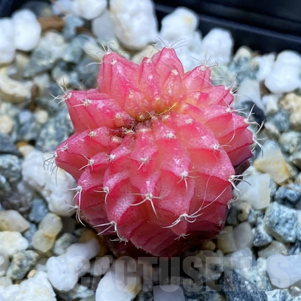 SH15459 Gymnocalycium mihanovichii f. cristata variegata