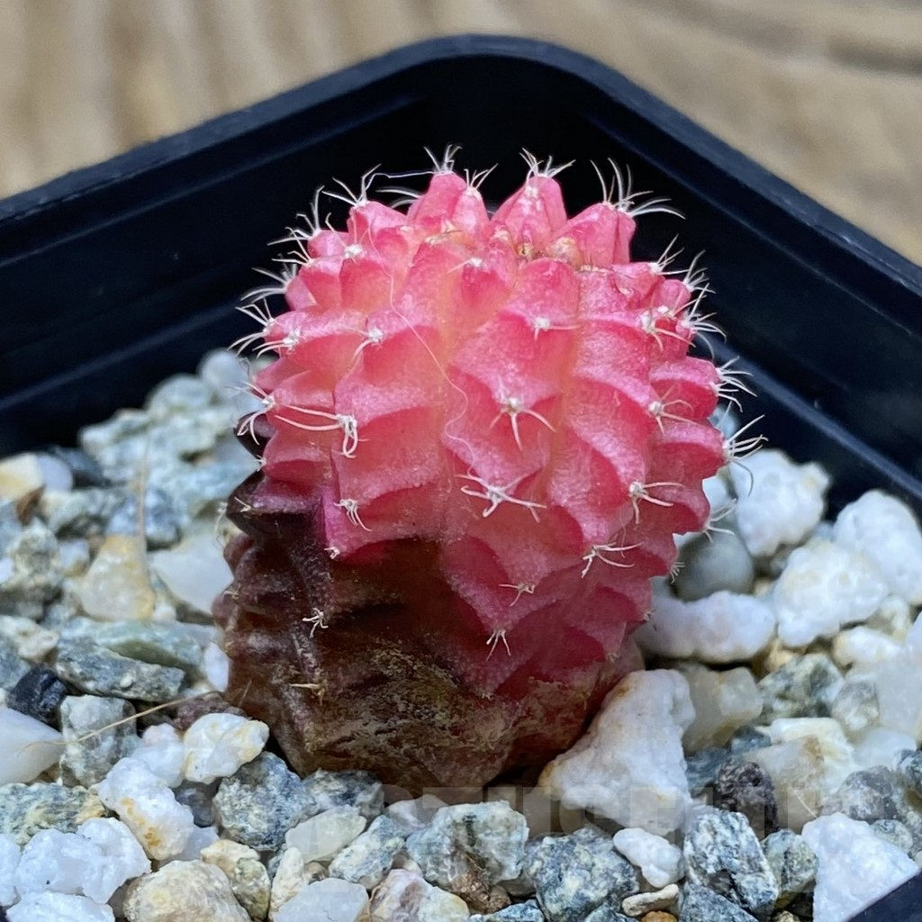 SH15459 Gymnocalycium mihanovichii f. cristata variegata - Image 2