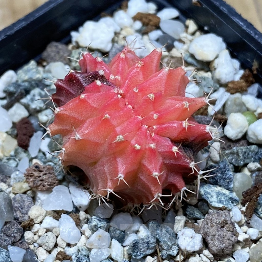 SH15460 Gymnocalycium mihanovichii f. cristata variegata