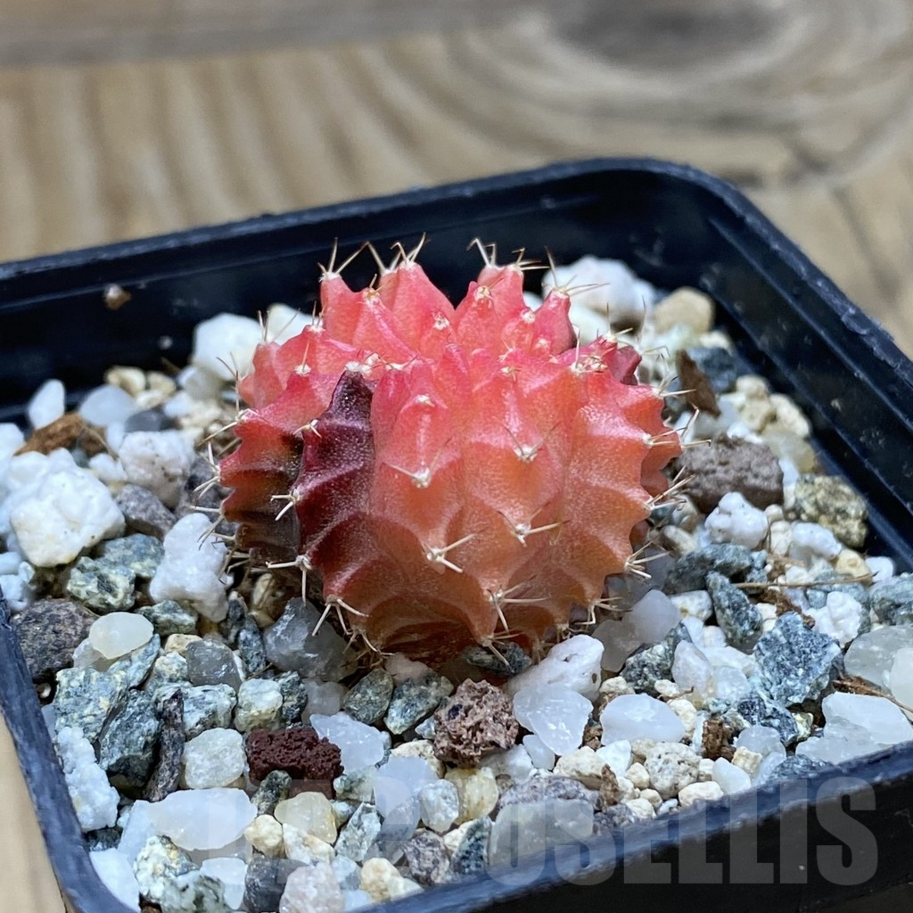 SH15460 Gymnocalycium mihanovichii f. cristata variegata - Image 2