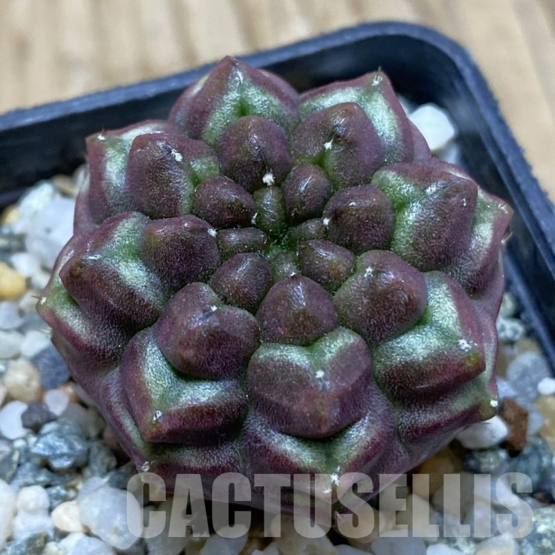 SH15461 Gymnocalycium mihanovichii ‘Day Dream’, seedling