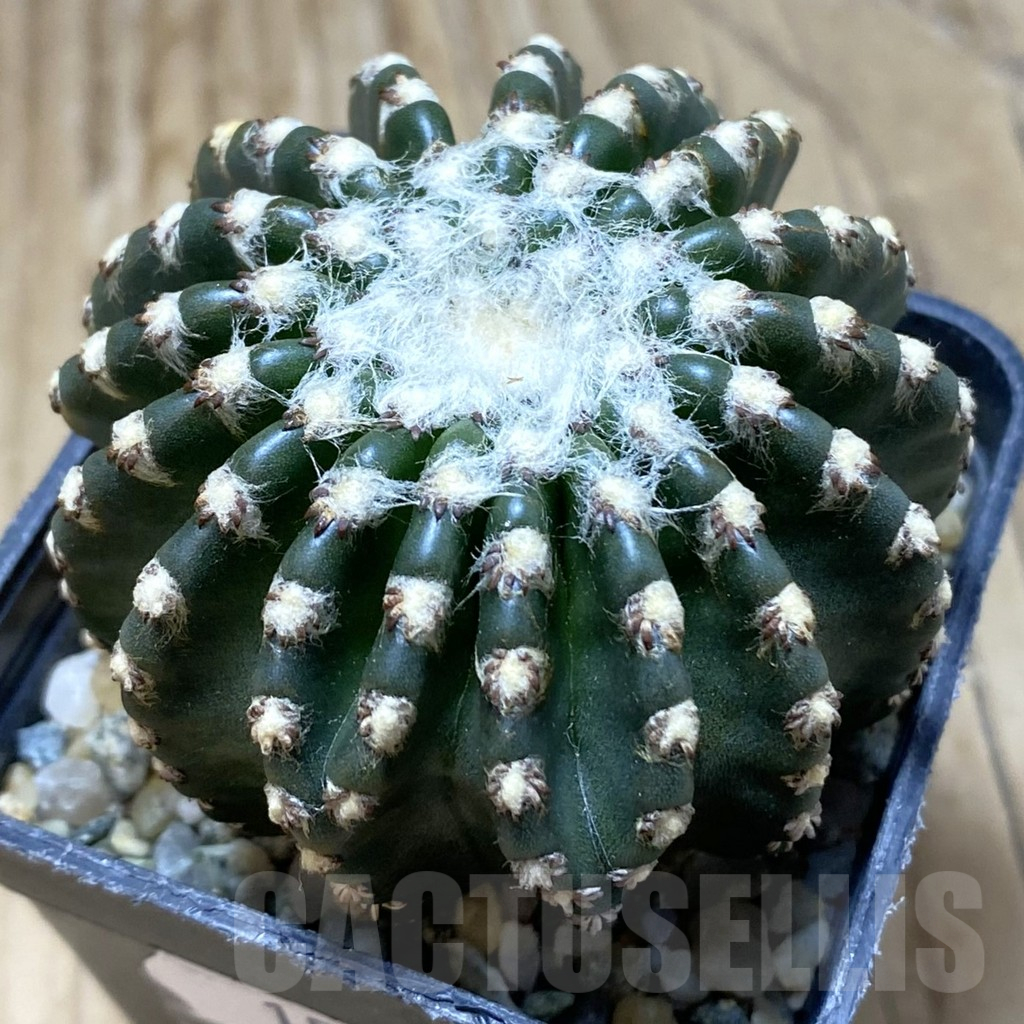 SH15463 Discocactus horstii
