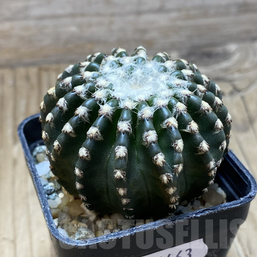 SH15463 Discocactus horstii - Image 2