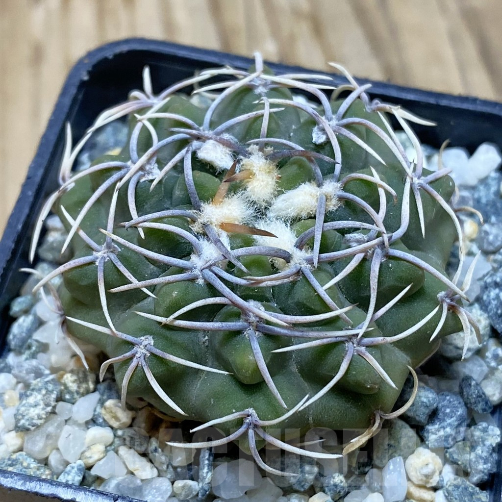 SH15465 Gymnocalycium ochoterenae