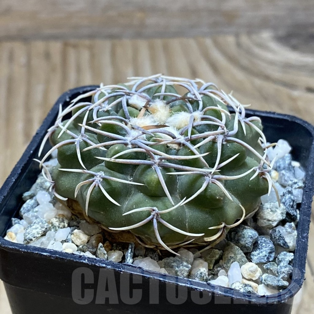 SH15465 Gymnocalycium ochoterenae - Image 2