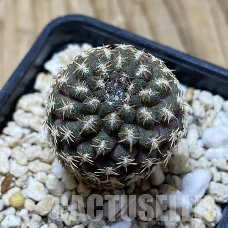 SH15468 Thelocephala krausii