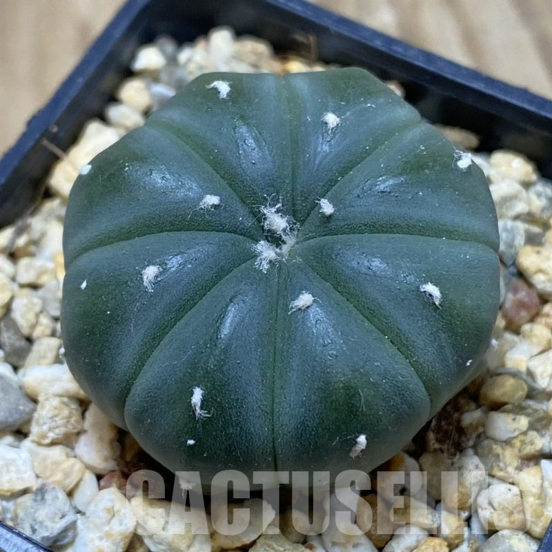 SH15469 Astrophytum asterias f. nudum